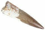 Fossil Spinosaurus Tooth - Real Dinosaur Tooth #383771-1